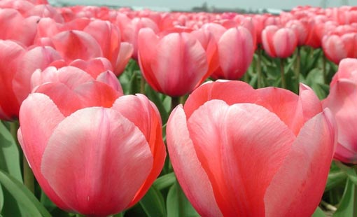 الرحمة وإصلاح الإنسان